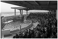 Dolphin Show Stadim, Enoshima Aquarium. Fujisawa, Japan ( black and white)