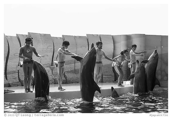 Trainers and dolphins during show, Enoshima Aquarium. Fujisawa, Japan (black and white)