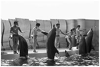 Trainers and dolphins during show, Enoshima Aquarium. Fujisawa, Japan ( black and white)