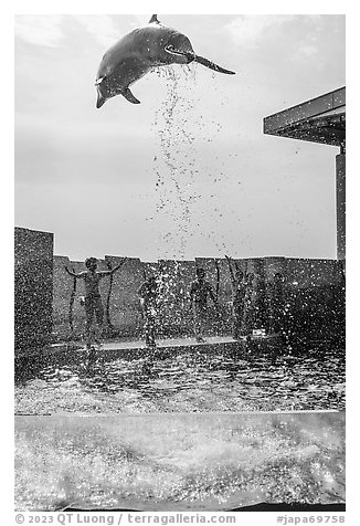 Dolphin high in the air, Enoshima Aquarium. Fujisawa, Japan (black and white)