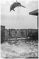 Dolphin high in the air, Enoshima Aquarium. Fujisawa, Japan ( black and white)