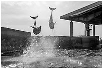 Two dolphins high in the air, Enoshima Aquarium. Fujisawa, Japan ( black and white)