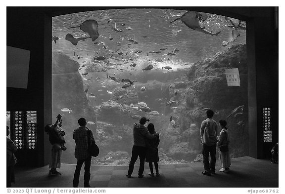 Big Sagami Bay Tank, Enoshima Aquarium. Fujisawa, Japan (black and white)