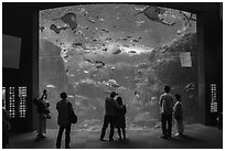 Big Sagami Bay Tank, Enoshima Aquarium. Fujisawa, Japan ( black and white)