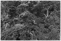 Trees on hillside. Enoshima Island, Japan ( black and white)