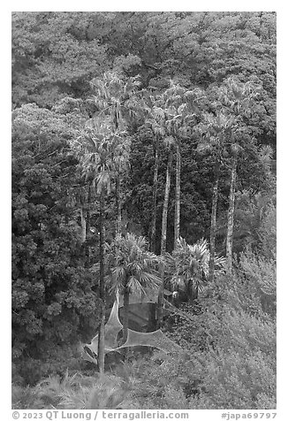 Samuel Cocking Garden from above. Enoshima Island, Japan (black and white)