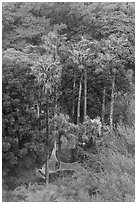 Samuel Cocking Garden from above. Enoshima Island, Japan ( black and white)