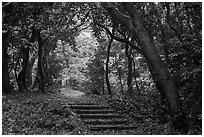 Forested path. Enoshima Island, Japan ( black and white)