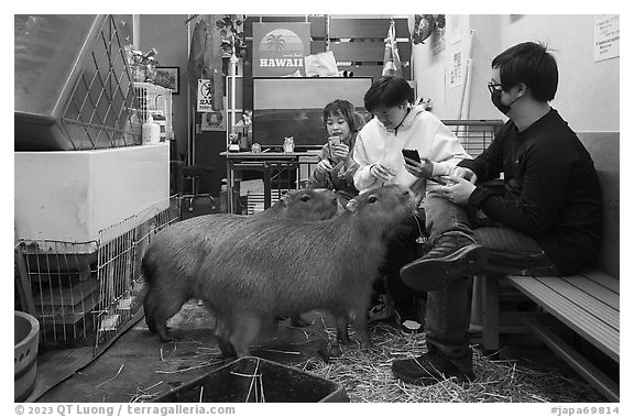 Young adults interacting with capybaras, Yokohama. Japan