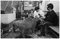 Young adults interacting with capybaras, Yokohama. Japan ( black and white)