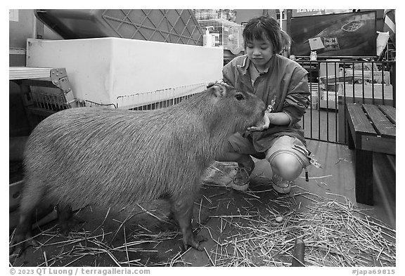 Boy feeding capybara, Yokohama. Japan (black and white)