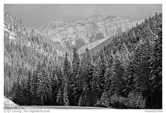 Snowy forest and mountains in storm light seen from the road. Banff National Park, Canadian Rockies, Alberta, Canada (black and white)