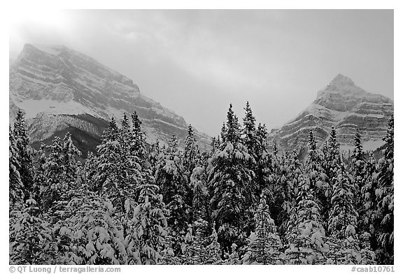 Conifer sand foggy peaks in winter. Banff National Park, Canadian Rockies, Alberta, Canada (black and white)