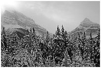 Conifer sand foggy peaks in winter. Banff National Park, Canadian Rockies, Alberta, Canada ( black and white)
