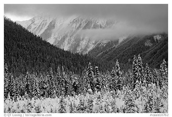 Trees, mountains and clouds. Banff National Park, Canadian Rockies, Alberta, Canada