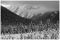 Trees, mountains and clouds. Banff National Park, Canadian Rockies, Alberta, Canada (black and white)