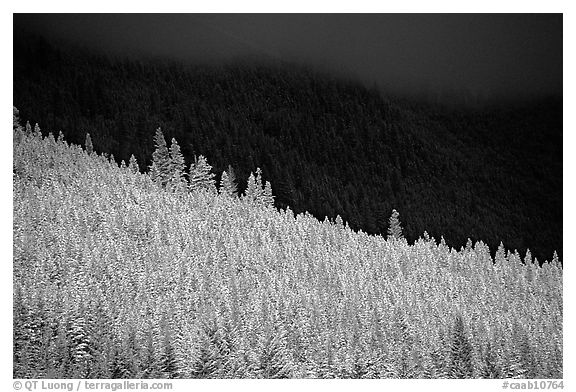 Conifer forest in storm light. Banff National Park, Canadian Rockies, Alberta, Canada (black and white)