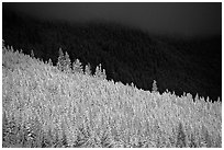 Conifer forest in storm light. Banff National Park, Canadian Rockies, Alberta, Canada ( black and white)