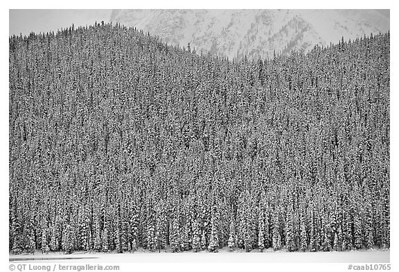 Hill with snowy conifers. Banff National Park, Canadian Rockies, Alberta, Canada (black and white)