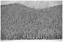 Hill with snowy conifers. Banff National Park, Canadian Rockies, Alberta, Canada (black and white)