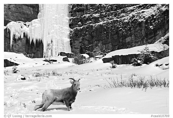 Mountain Goat at the base of a frozen waterfall. Banff National Park, Canadian Rockies, Alberta, Canada (black and white)