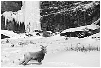 Mountain Goat at the base of a frozen waterfall. Banff National Park, Canadian Rockies, Alberta, Canada (black and white)