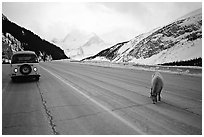 Mountain goat and camper car on Icefields Parway in winter. Banff National Park, Canadian Rockies, Alberta, Canada (black and white)