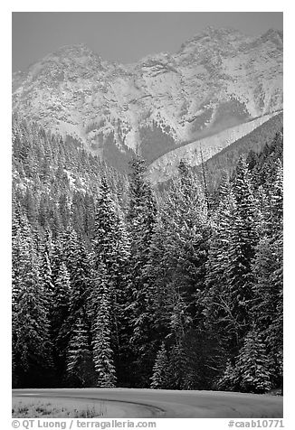 Snowy forest and mountains in storm light seen from the road. Banff National Park, Canadian Rockies, Alberta, Canada