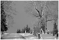 Cemetery in winter. Calgary, Alberta, Canada (black and white)