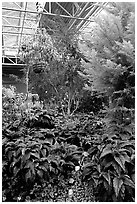 Indoor garden. Calgary, Alberta, Canada ( black and white)