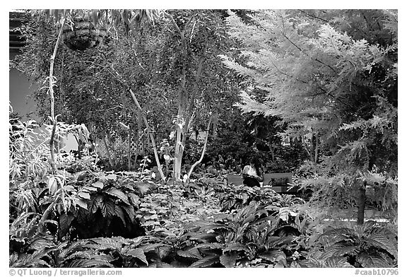 Indoor garden. Calgary, Alberta, Canada (black and white)