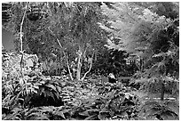 Indoor garden. Calgary, Alberta, Canada ( black and white)