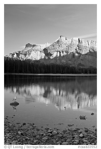Mount Rundle reflected in Two Jack Lake, early morning. Banff National Park, Canadian Rockies, Alberta, Canada (black and white)