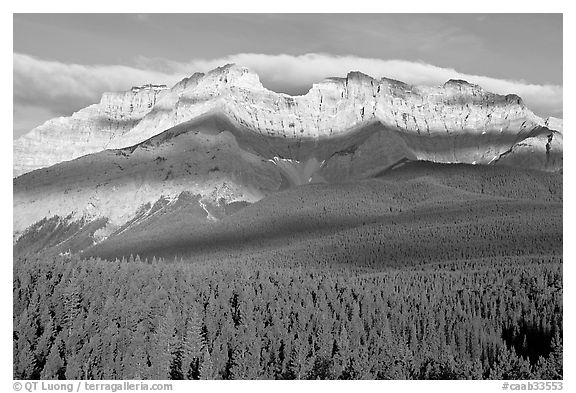 Conifer forest and limestone peaks near Lake Minnewanka, morning. Banff National Park, Canadian Rockies, Alberta, Canada