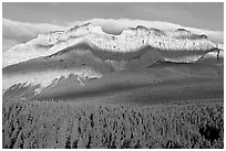 Conifer forest and limestone peaks near Lake Minnewanka, morning. Banff National Park, Canadian Rockies, Alberta, Canada ( black and white)