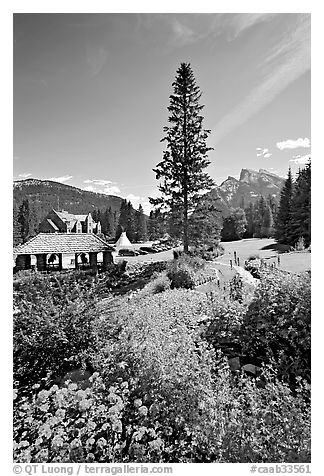 Flowers in Cascade Gardens. Banff National Park, Canadian Rockies, Alberta, Canada