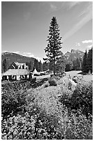 Flowers in Cascade Gardens. Banff National Park, Canadian Rockies, Alberta, Canada ( black and white)