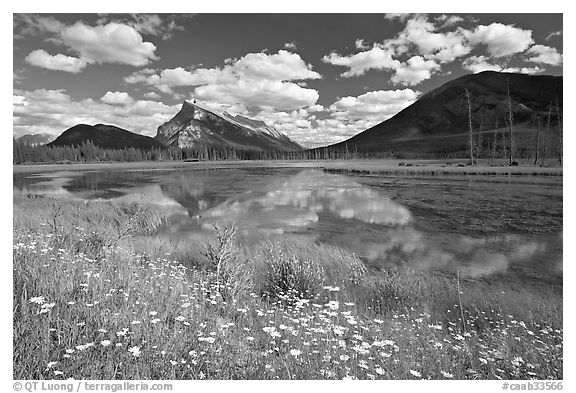 Summer flowers on the shore of first Vermillion Lake, afternon. Banff National Park, Canadian Rockies, Alberta, Canada