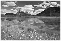 Summer flowers on the shore of first Vermillion Lake, afternon. Banff National Park, Canadian Rockies, Alberta, Canada ( black and white)