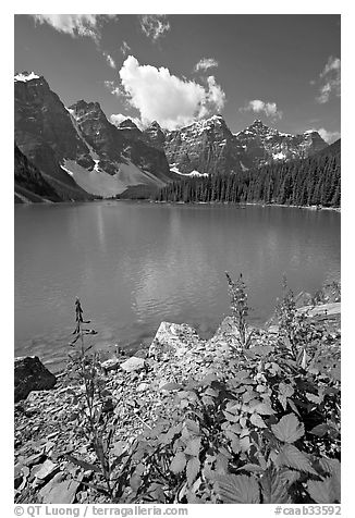 Fireweed and Moraine Lake, late morning. Banff National Park, Canadian Rockies, Alberta, Canada