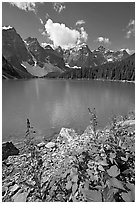 Fireweed and Moraine Lake, late morning. Banff National Park, Canadian Rockies, Alberta, Canada (black and white)