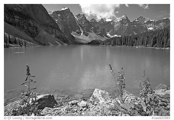 Fireweed and turquoise waters of Moraine Lake, late morning. Banff National Park, Canadian Rockies, Alberta, Canada (black and white)