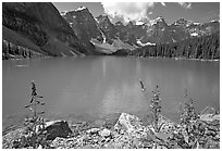 Fireweed and turquoise waters of Moraine Lake, late morning. Banff National Park, Canadian Rockies, Alberta, Canada (black and white)