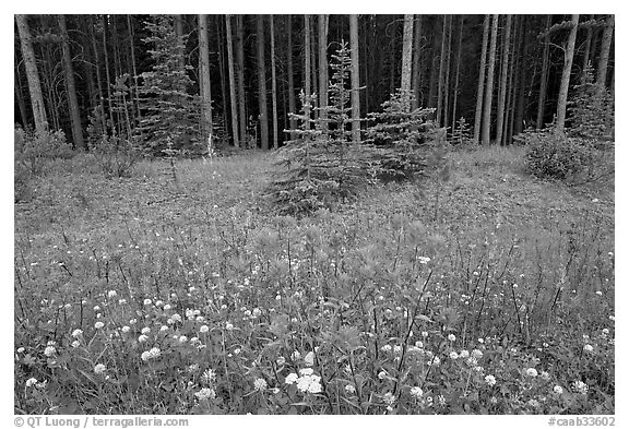 Red Painbrush and forest. Banff National Park, Canadian Rockies, Alberta, Canada (black and white)