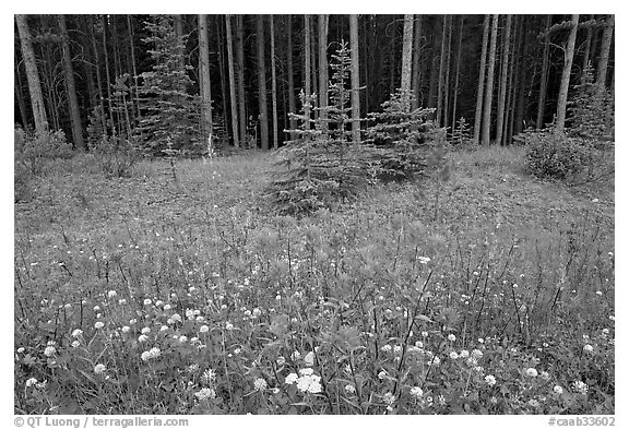 Red Painbrush and forest. Banff National Park, Canadian Rockies, Alberta, Canada