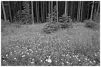 Red Painbrush and forest. Banff National Park, Canadian Rockies, Alberta, Canada (black and white)