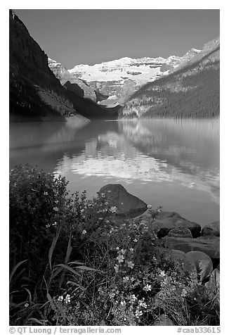 Yellow flowers, Victoria Peak, and Lake Louise, morning. Banff National Park, Canadian Rockies, Alberta, Canada