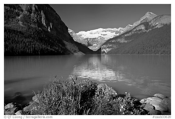 Yellow flowers, Victoria Peak, and green-blue waters of Lake Louise, morning. Banff National Park, Canadian Rockies, Alberta, Canada