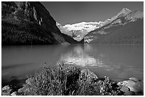 Yellow flowers, Victoria Peak, and green-blue waters of Lake Louise, morning. Banff National Park, Canadian Rockies, Alberta, Canada ( black and white)