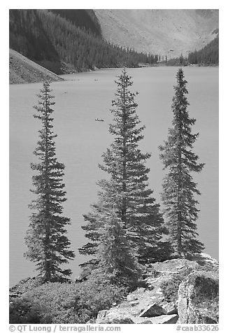 Spruce trees and turquoise blue waters of Moraine Lake , mid-morning. Banff National Park, Canadian Rockies, Alberta, Canada (black and white)